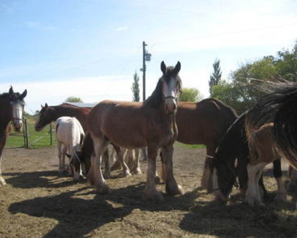 broodmare Fargo's Princess Amanda (Clydesdale, 2005, from Evergreen Jake)