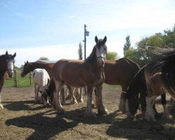 broodmare Fargo's Princess Amanda (Clydesdale, 2005, from Evergreen Jake)