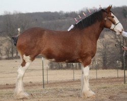 horse Fargo's Miss Dotty May (Clydesdale, 2012, from Green Leaf Master Link)