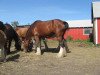 broodmare Hill Topper Vicky (Clydesdale, 2002, from Westerdale Drake)