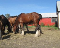 broodmare Hill Topper Vicky (Clydesdale, 2002, from Westerdale Drake)