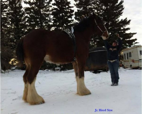 stallion Fargo's Master Diablo (Clydesdale, 2010, from Green Leaf Master Link)