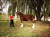 Zuchtstute Maple Stone Verna Roxanne (Clydesdale, 2002, von Collessie Ulsterman)