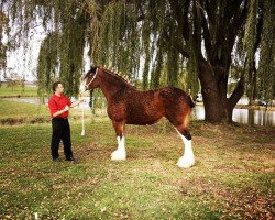 Zuchtstute Maple Stone Verna Roxanne (Clydesdale, 2002, von Collessie Ulsterman)