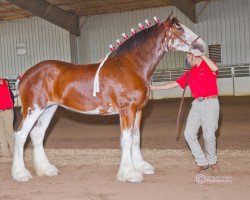 broodmare Maple Stone Billie Roxanne (Clydesdale, 2009, from Maple Stone Excel)