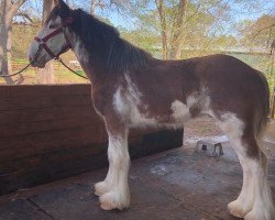 Pferd Classic City Captains Randy Rhoads (Clydesdale, 2018, von Zorra Highland Captain)