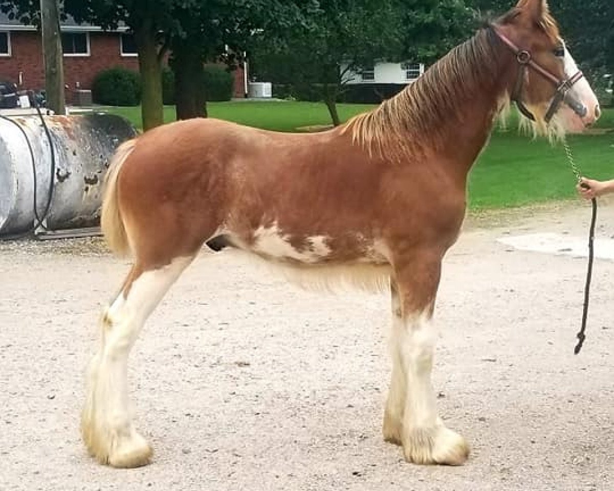 horse Cedarlane Zion (Clydesdale, 2019, from Iron Horse MM Steele)