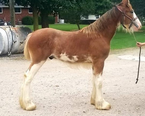 Pferd Cedarlane Zion (Clydesdale, 2019, von Iron Horse MM Steele)