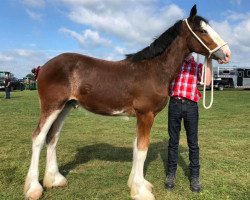 horse Bri-Mar Classic Ike (Clydesdale, 2019, from Karvelton Mac's Classic)