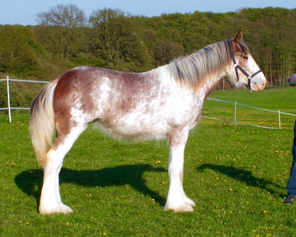 Pferd Far Forest April Blossom (Clydesdale, 2015, von Cedarlane Thunder)