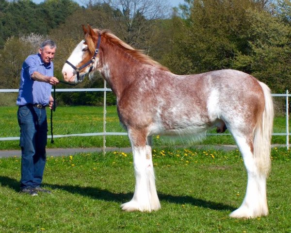 Pferd Far Forest Phoenix (Clydesdale, 2015, von Cedarlane Thunder)