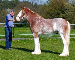 horse Far Forest Phoenix (Clydesdale, 2015, from Cedarlane Thunder)