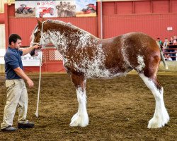 horse Far Forest Isabelle (Clydesdale, 2014, from Cedarlane Thunder)