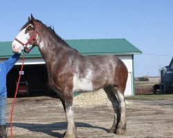 Zuchtstute Alamar H.R. Devan (Clydesdale, 2017, von Hatfield Remington)