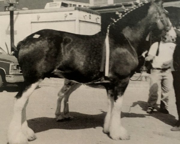 broodmare S B H Lady Fantastic (Clydesdale, 1997, from Greendykes Clinton)