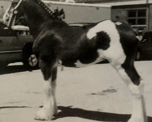 Pferd Fantastic Silver Flash TJC (Clydesdale, 2002, von Landview Silver Chief)