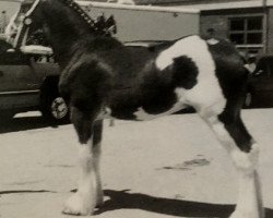 horse Fantastic Silver Flash TJC (Clydesdale, 2002, from Landview Silver Chief)