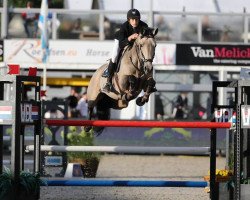 Deckhengst Ard Golden Crisp (Irish Sport Horse, 2009, von Luidam)