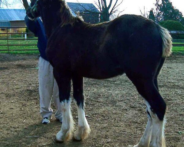 horse Famous Flash (Clydesdale, 2016, from Ebony Admiral of the Nite)