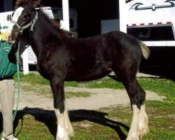 Zuchtstute Famous Penny (Clydesdale, 2014, von Ebony Admiral of the Nite)