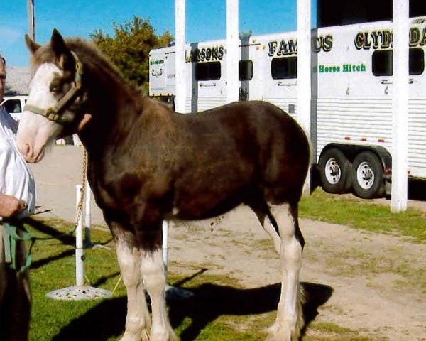 Pferd Famous Lightning Bolt (Clydesdale, 2013, von Donegal Black Diamond)