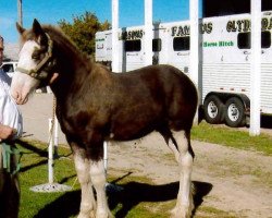 horse Famous Lightning Bolt (Clydesdale, 2013, from Donegal Black Diamond)