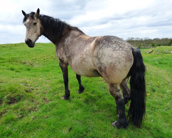 broodmare Ard Caramel (Irish Sport Horse,  , from Ohio)