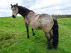 Zuchtstute Ard Caramel (Irish Sport Horse,  , von Ohio)