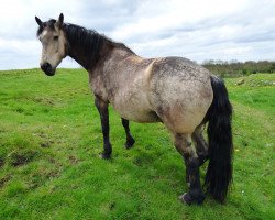 broodmare Ard Caramel (Irish Sport Horse,  , from Ohio)