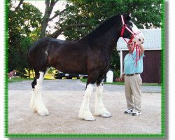 Zuchtstute Famous Black Beauty (Clydesdale, 2005, von South Texas Sioux)