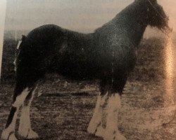 horse Fairholme Footprint of Enterprise Meadow (Clydesdale, 1941, from Ritzie The Raven Footprint)