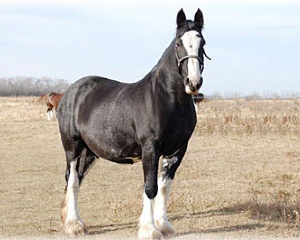 Zuchtstute Fair Chance Maisey (Clydesdale, 1998, von Kilchoan Perfection Pete)