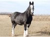 broodmare Fair Chance Maisey (Clydesdale, 1998, from Kilchoan Perfection Pete)