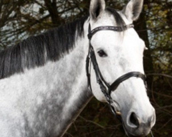 broodmare Carisma (Holsteiner, 2005, from Coronado I)