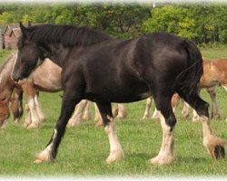 broodmare Fair Chance Kate (Clydesdale, 2006, from Teddy's Royal Classic Supreme)