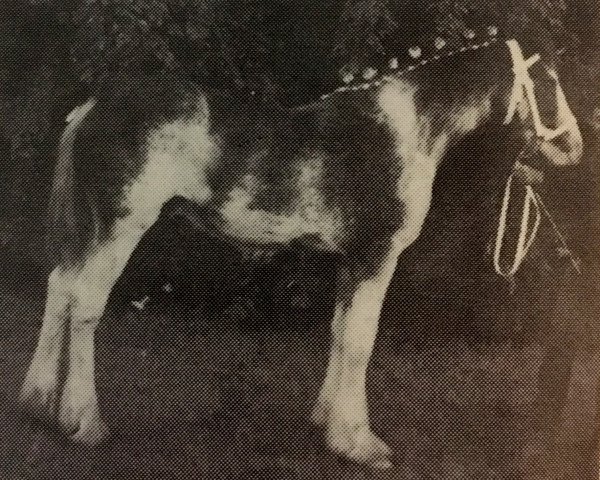 stallion Fair Chance Bud (Clydesdale, 1991, from Silver Lad's Prince)