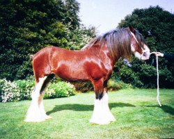 horse Excelsior's Benefactor (Clydesdale, 1983, from Doura Excelsior)