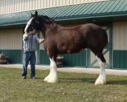 horse EX Silver's Sunday (Clydesdale, 2015, from Bud Ridge Silverado)