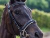 dressage horse Donatella 82 (Oldenburg, 2009, from Desperados FRH)