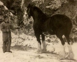 Zuchtstute Evergreen Patty May (Clydesdale, 1984, von Inspiration Prince)