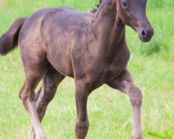 broodmare Dahlia 55 (Oldenburg, 2013, from Don Frederic 3)