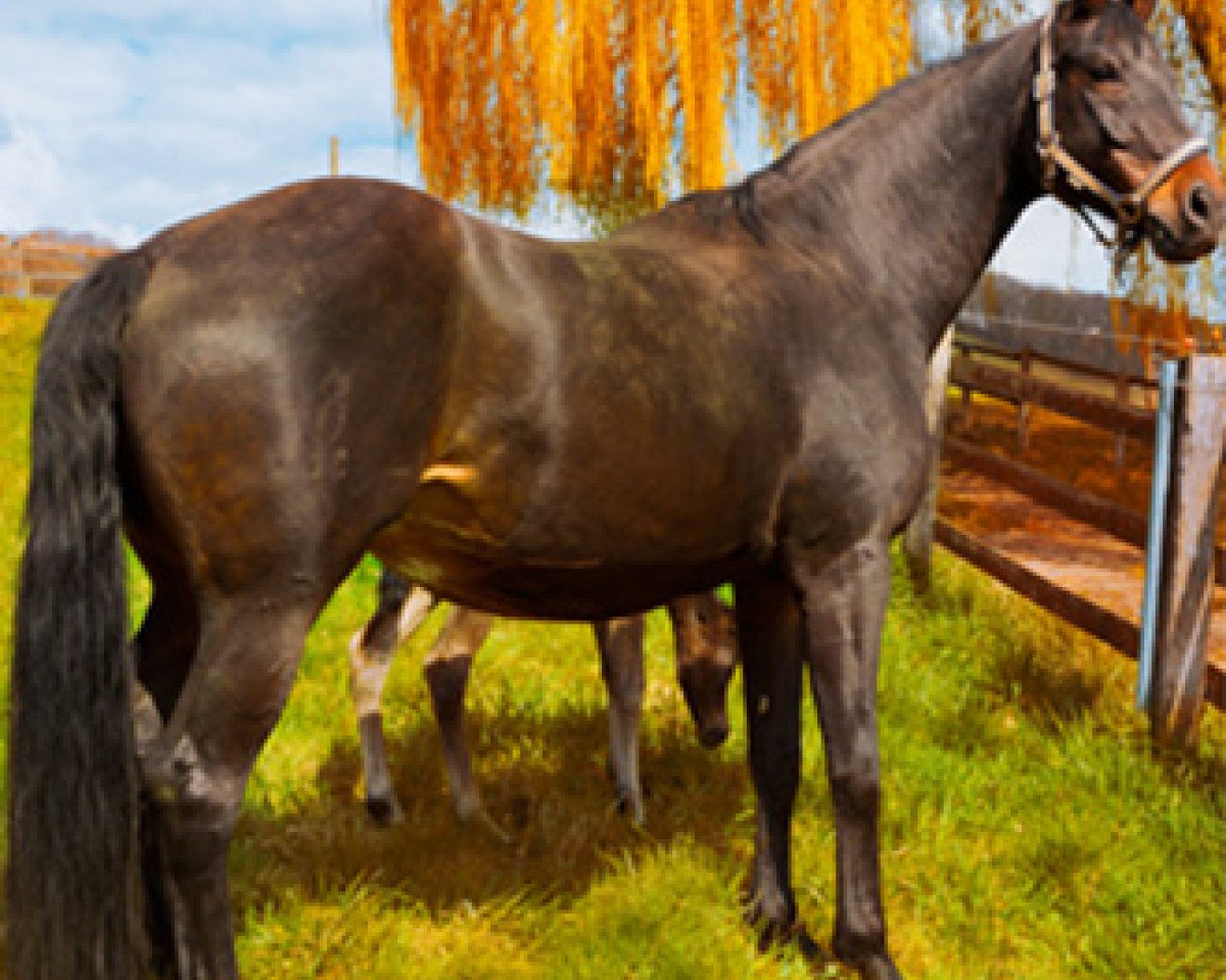 broodmare Soraya (Oldenburg, 2001, from Sandro Hit)
