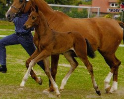 dressage horse Sergio (Oldenburg, 2003, from Sandro Hit)