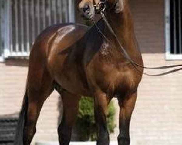 stallion Sastro (Oldenburg, 2004, from Sandro Hit)