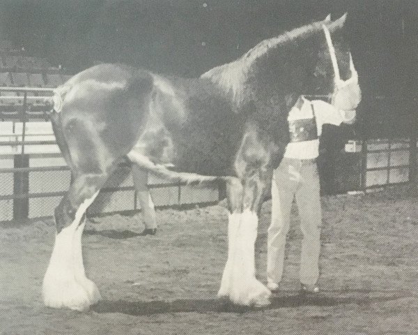 Pferd Evergreen Jamie (Clydesdale, 1990, von Croydon Benefactor)