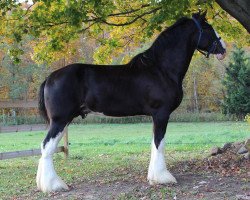 Pferd Evergreen Doc's Dark Knight (Clydesdale, 2016, von Somewhere Doc's Black Jack)