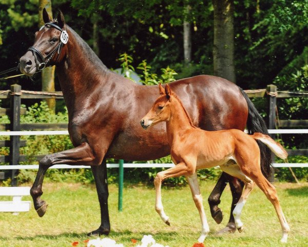 broodmare Santa Rubina (Oldenburg, 2005, from Sandro Hit)