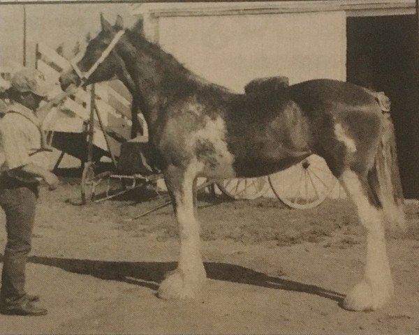 horse Evergreen Courtenay Rae (Clydesdale, 1991, from Croydon Benefactor)