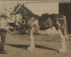 Pferd Evergreen Courtenay Rae (Clydesdale, 1991, von Croydon Benefactor)