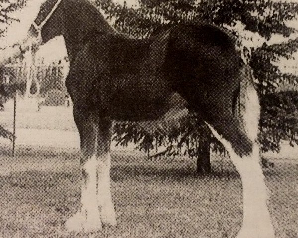 horse Evergreen Alexander (Clydesdale, 2003, from Green Leaf Reflection)